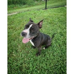 Photo of Stud, adoptable Mixed Breed (Medium) in New Castle, Delaware