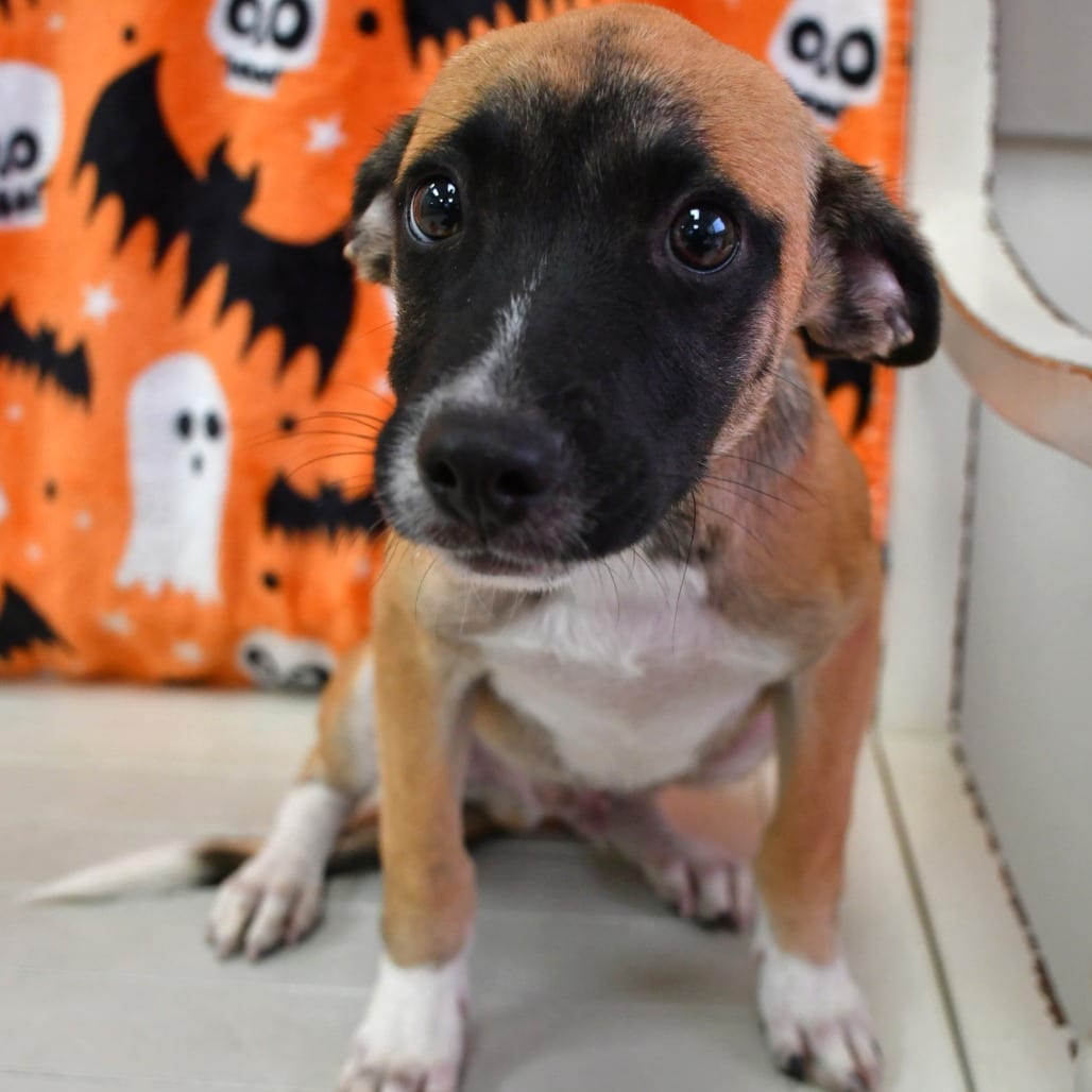 Photo of Bane, adoptable Shepherd in Beaumont, Texas