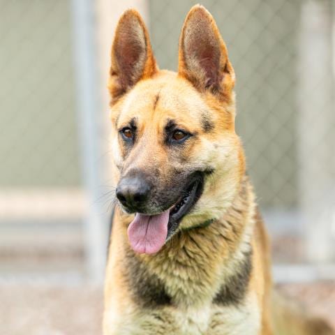 Photo of Chippy, adoptable German Shepherd Dog in Camarillo, California