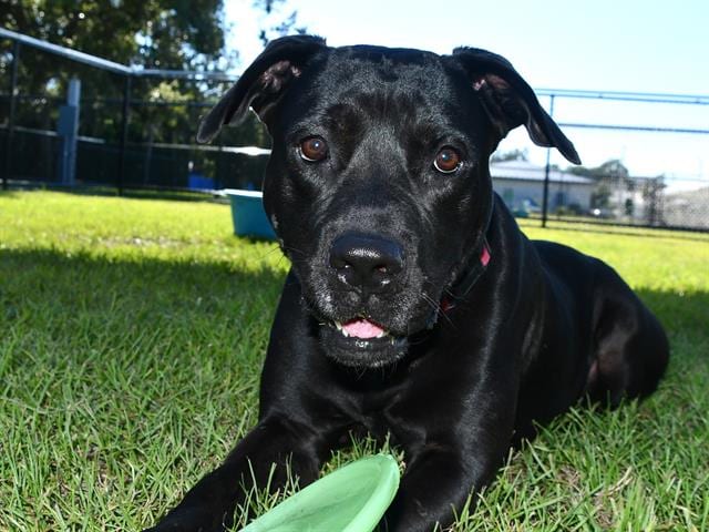 Photo of Laslo, adoptable dog in Palmetto, Florida