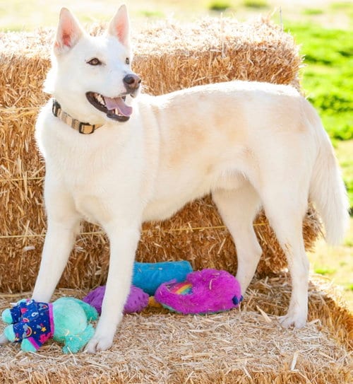 Photo of Sundance, adoptable German Shepherd Dog in Alta Loma, California