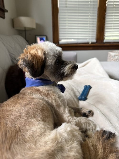 Photo of Garth, adoptable Shih Tzu in St. Louis Park, Minnesota