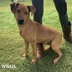 Photo of Willis, adoptable Feist in Washington, Georgia