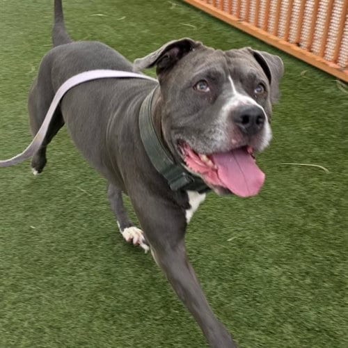 Photo of Azriel, adoptable Pit Bull Terrier in Las Vegas, Nevada