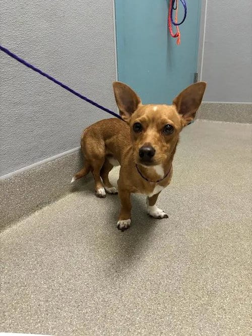 Photo of Carson, adoptable Chihuahua in Las Vegas, Nevada