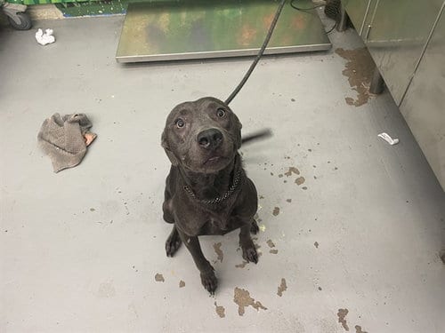 Photo of Adeline, adoptable Labrador Retriever in Waco, Texas