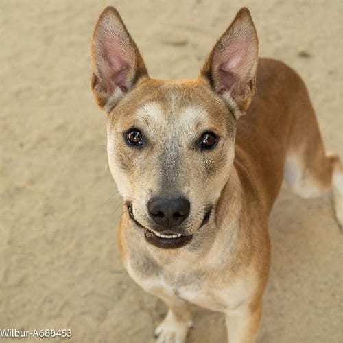 Photo of Wilbur, adoptable Pit Bull Terrier in Sacramento, California