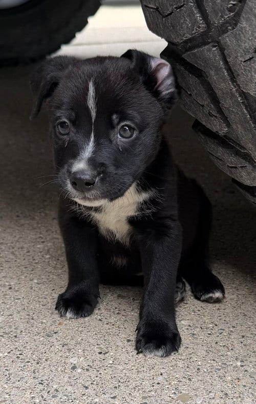 Photo of Spanky, adoptable Labrador Retriever in Clarkston, Michigan