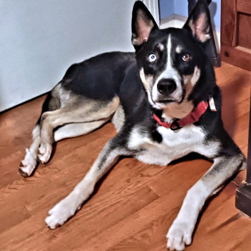 Photo of Sunny, adoptable Husky in Rutherfordton, North Carolina