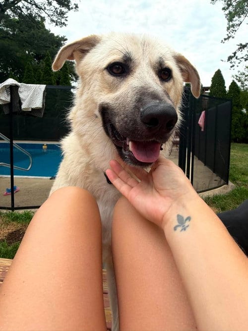 Photo of Monte, adoptable Great Pyrenees in Holbrook, New York