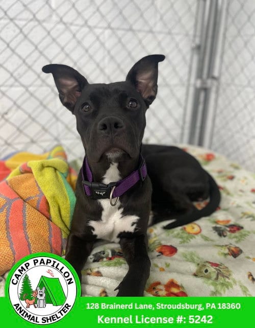 Photo of Mandy, adoptable American Pit Bull Terrier in Stroudsburg, Pennsylvania