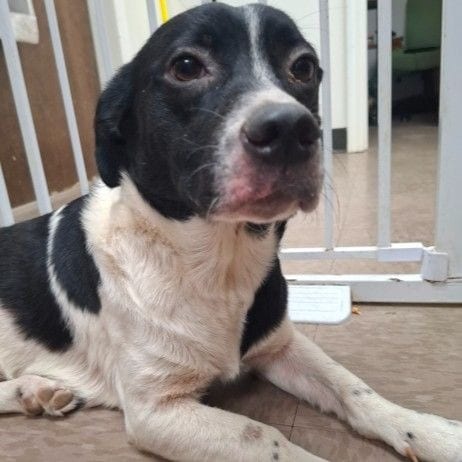 Photo of Moo, adoptable Corgi, Pembroke Welsh / Collie, Border in East Hanover, New Jersey