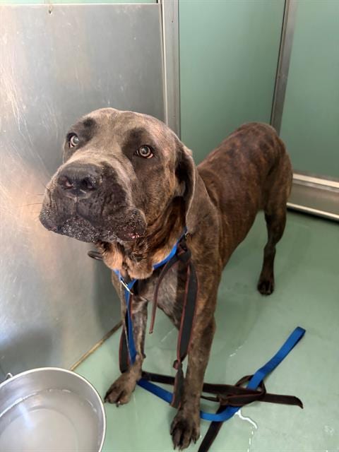 Photo of A554702, adoptable Cane Corso Mastiff in Moreno Valley, California