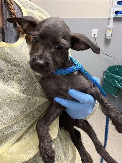 Photo of Gomez Addams, adoptable Terrier in Las Vegas, Nevada
