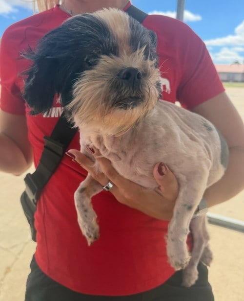 Photo of Penny, adoptable Shih Tzu in Grafton, Wisconsin