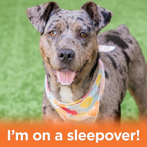Photo of Luna, adoptable Catahoula Leopard Dog in Burlingame, California