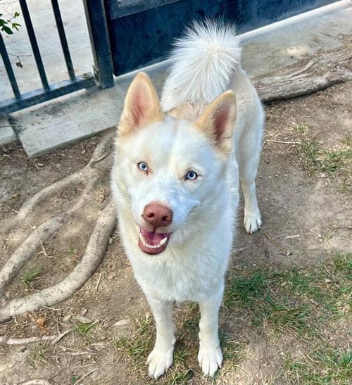 Photo of Guava, adoptable Siberian Husky in Riverside, California