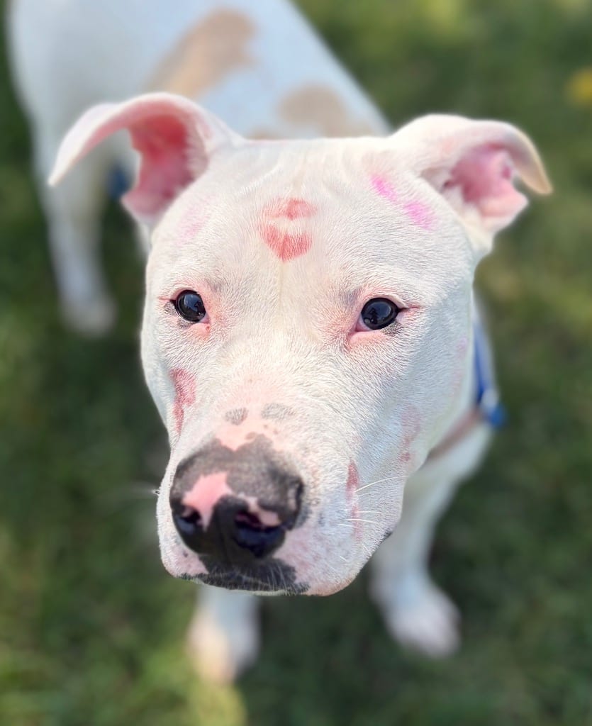 Photo of Tito, adoptable Terrier in Wintersville, Ohio