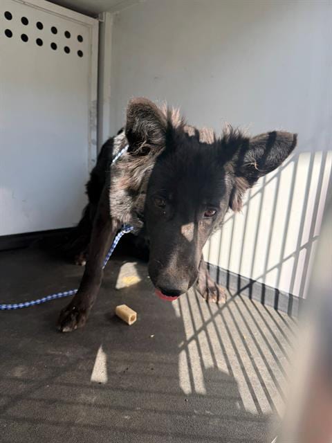 Photo of A172061, adoptable German Shepherd Dog in Bakersfield, California