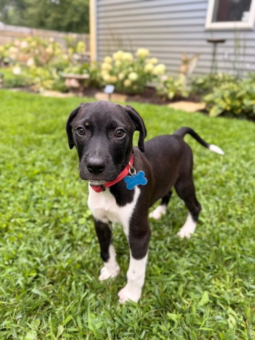 Photo of Bandit, adoptable Hound in Plainfield, Illinois