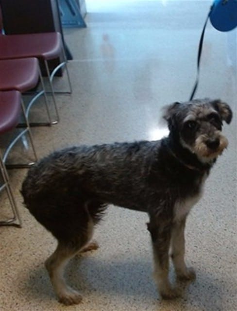 Photo of Milo, adoptable Schnauzer - Standard mix in Miami, Florida