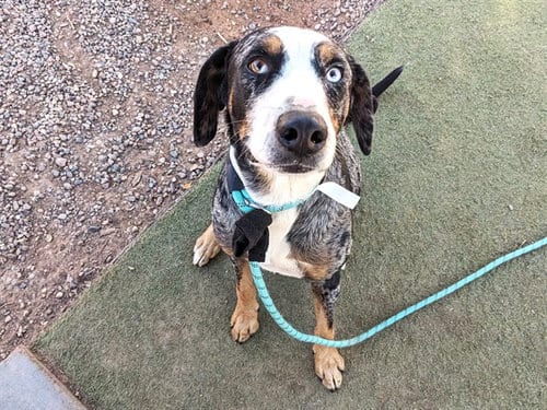 Photo of Davy Bones, adoptable Bluetick Coonhound in Phoenix, Arizona