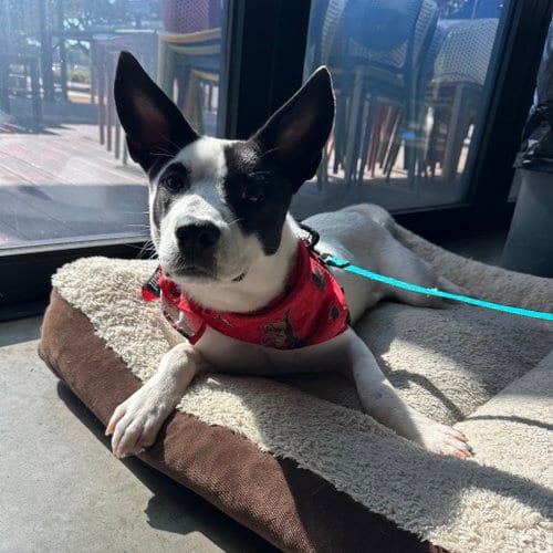 Photo of Moo, adoptable Terrier in Dallas, Texas