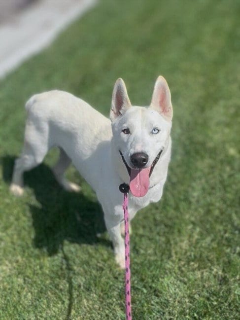 Photo of Snow, adoptable Siberian Husky in Los Angeles, California