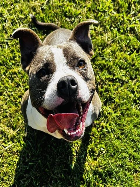 Photo of Luna, adoptable American Pit Bull Terrier in Grovetown, Georgia