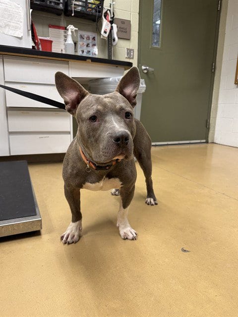 Photo of Glenn, adoptable Pit Bull Terrier in Minneapolis, Minnesota