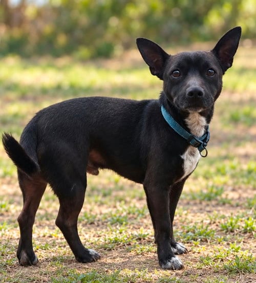 Photo of Phoenix 2, adoptable Chihuahua in Robbinsdale, Minnesota