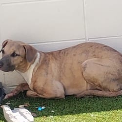 Photo of Rowe 5987, adoptable Mixed Breed (Medium) in Loxahatchee, Florida