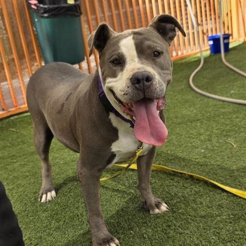 Photo of Maggie Mae, adoptable Pit Bull Terrier in Las Vegas, Nevada