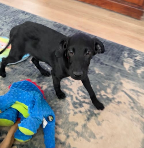 Photo of Leo Gsd, adoptable Labrador Retriever in MIDWAY, Utah