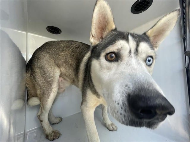 Photo of Senior Siberian Husky mix, adoptable Siberian Husky mix in Houston, Texas