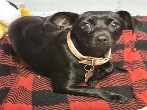 Photo of Sophie, adoptable Chihuahua in Houston, Texas