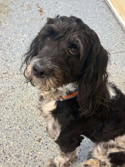 Photo of Xander (GA), adoptable Unknown breed / mixed in New York, New York
