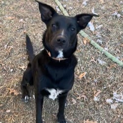 Photo of Arly (Arlington) JuM, adoptable Labrador Retriever Shepherd (Unknown Type) in Hartford, Connecticut