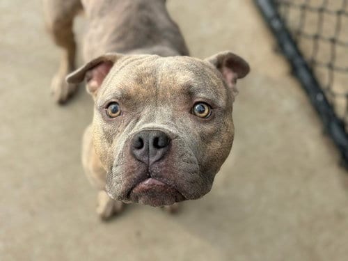Photo of Gouda, adoptable Pit Bull Terrier in Tulsa, Oklahoma