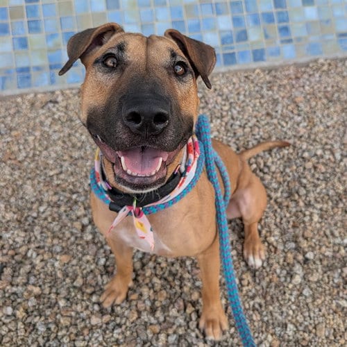 Photo of Leia, adoptable American Pit Bull Terrier in Mesa, Arizona