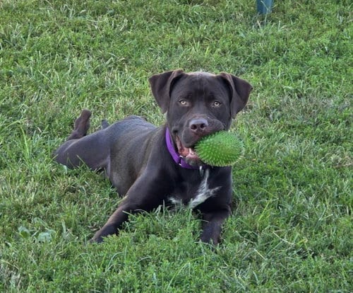 Photo of Sheriff, adoptable Labrador Retriever in South Bend, Indiana