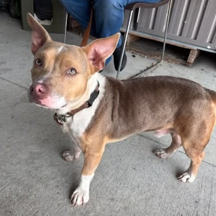 Photo of Ricky Ricardo, adoptable Corgi, Cardigan Welsh / Mixed Breed (Medium) in Hinesville, Georgia