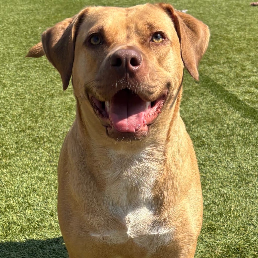 Photo of Darcy, adoptable Retriever, Labrador / Mix in Oklahoma-based; Northeast placements, Oklahoma