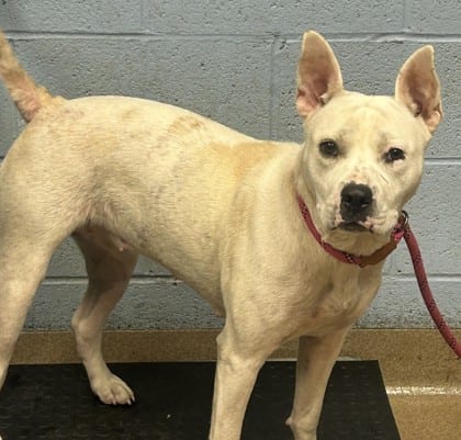 Photo of Dinah, adoptable dog in Chamblee, Georgia