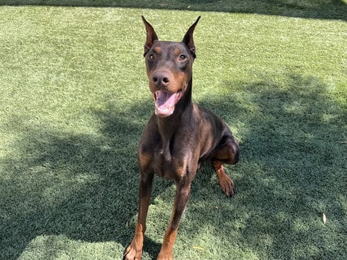 Photo of Bambie, adoptable Doberman Pinscher in Corona, California