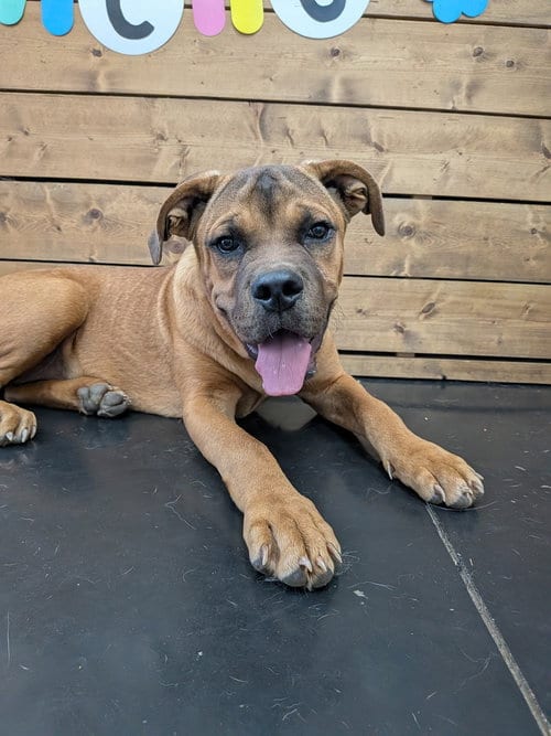 Photo of Ruby, adoptable Cane Corso Mastiff in Vail, Arizona