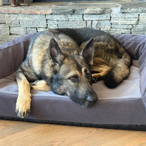 Photo of Drakeo, adoptable German Shepherd Dog in Camarillo, California