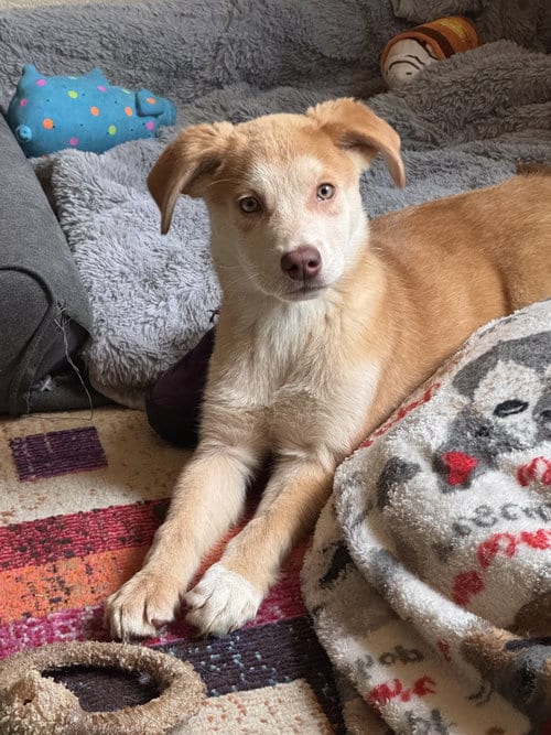 Photo of Tiko, adoptable Retriever in Anchorage, Alaska