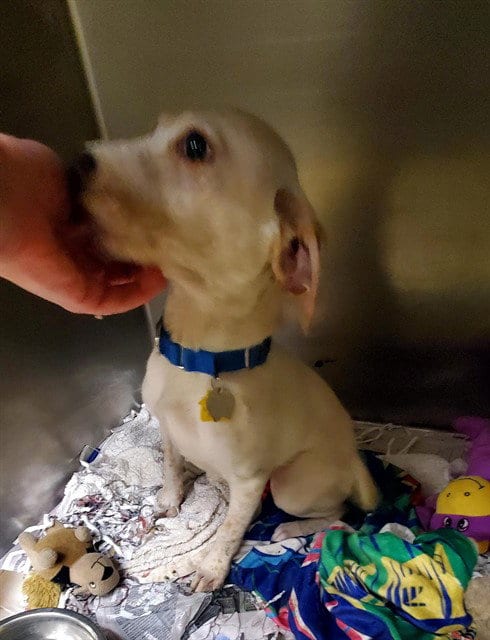 Photo of Bashful, adoptable Basset Hound in St Louis, Missouri