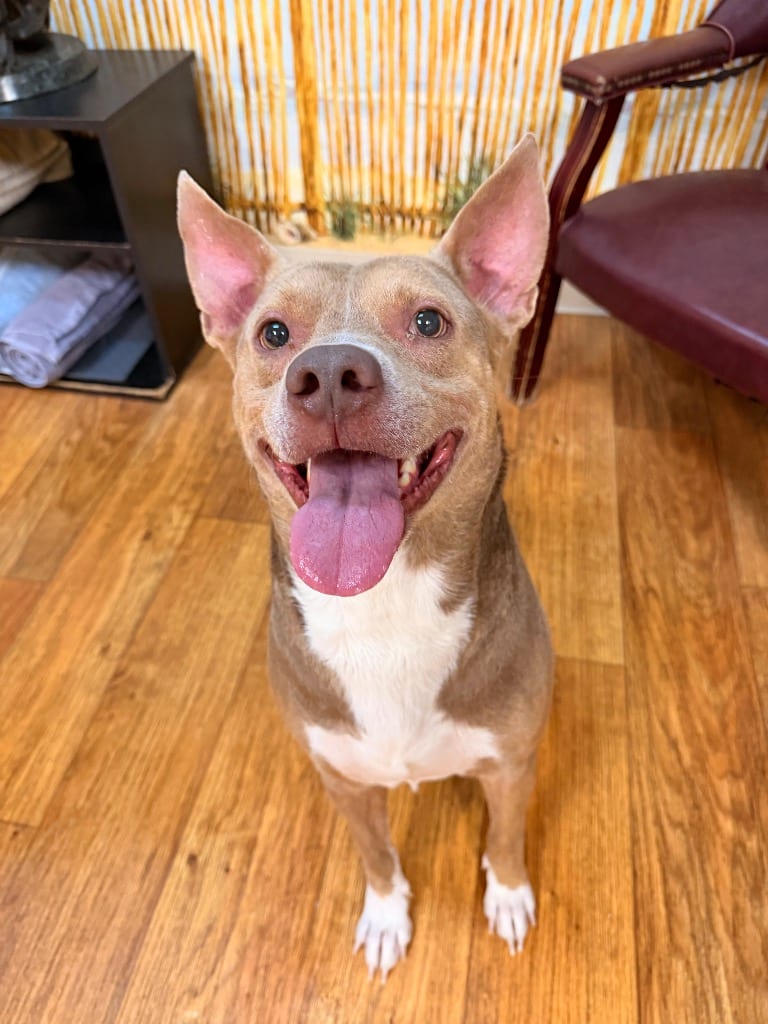 Photo of Morgan Wallen, adoptable Mixed Breed in Ocala, Florida